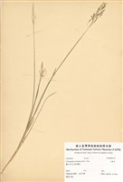 藏品(竹節草)的圖片